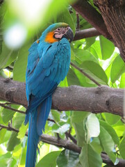 macaw ara ararauna