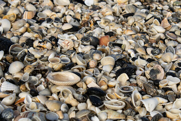 many shells on the beach