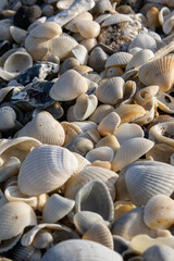 shells on the beach, many shells 