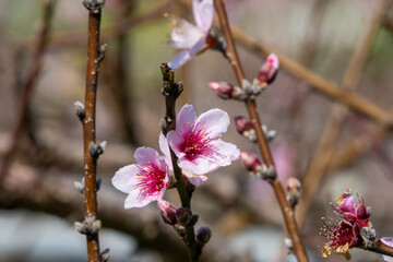 White petals with red stamens of peach blossoms. Blue sky. Close-up shots.