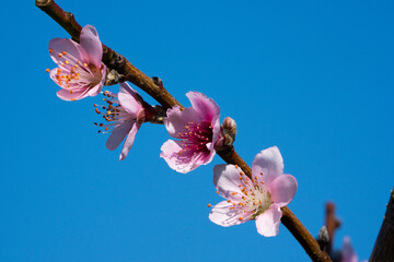White petals with red stamens of peach blossoms. Blue sky. Close-up shots.