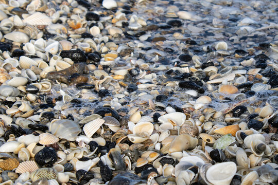 shells on the beach, many shells