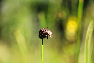 Baumwanze sitzt auf einer roten Blume 