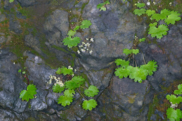 岩場に咲いたダイモンジソウ（北海道・知床）
