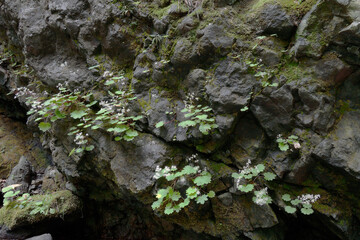 Obraz premium 岩場に群生するダイモンジソウ（北海道・知床） 