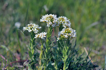 ハマハタザオ（北海道・小清水町）
