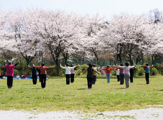 桜の花の前で体操