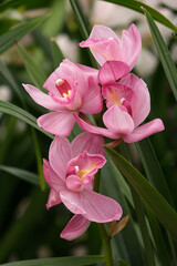 Blooming cymbidium orchid (lat.- Cymbidium)