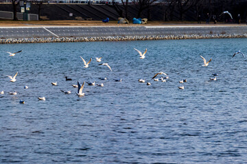 青い水面の上を飛ぶカモメの群れ