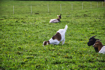Obraz na płótnie Canvas Junge Ziegen grasen auf einer grünen Weide