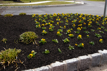 Spring flower bed freshly filled with new mulch and compost mixture with violets and trim lawn edge - obrazy, fototapety, plakaty