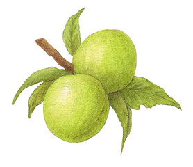 樹になった青梅　水彩色鉛筆イラスト