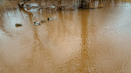 A flooded field with ducks swimming