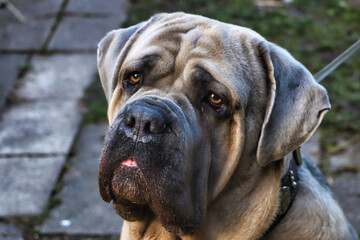 Cane Corso Italiano brauner Hund mit einem liebevollem Blick