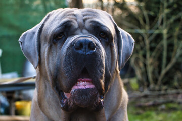 Cane Corso Italiano brauner Hund mit einem liebevollem Blick