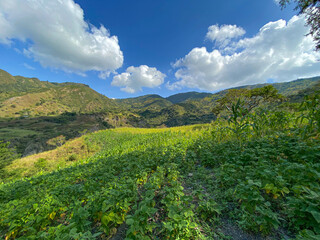 FRIJOLES CAPITANEJO