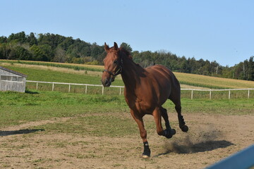 chestnut warmblood gelding running and playing in the pasture