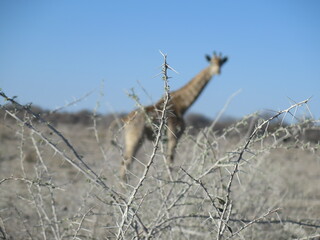 Obraz premium Girafe, Etosha national park, Namibia