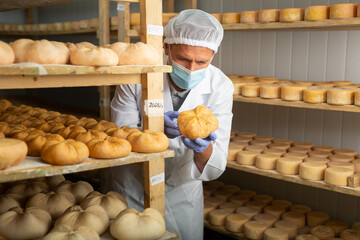 Professional cheese maker in white coat and protective face mask controlling maturing process of...