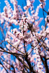 梅の花