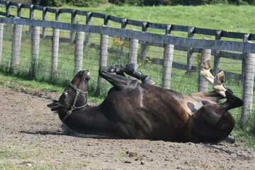 large warmblood horse rolling in the pasture