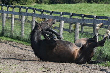 large warmblood horse rolling in the pasture - obrazy, fototapety, plakaty