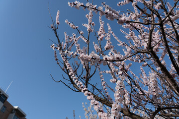梅と空