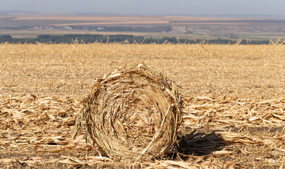Harvesting. Round bales made from corn stalks. Agriculture in the steppe.