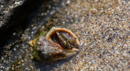 Rapana venosa, common name the veined rapa whelk, a marine gastropod mollusc or whelk, in the...