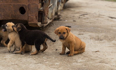 Central Asian Shepherd. Feral dogs on their territory. Puppy games, the relationship between animals.