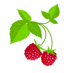 Raspberry. Vector drawing. Illustration. Garden and vegetable garden