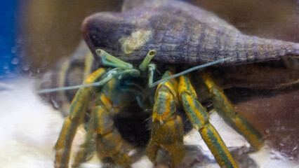 Paguroidea close up