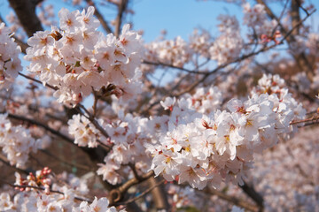 White cherry sakura blossom in spring. Japan