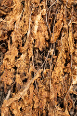 Mass of dead and dried leaves