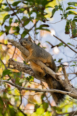 Naklejka na ściany i meble Fox squirrel resting in tree