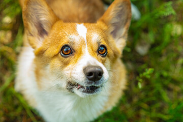 A dog of the corgi breed on a walk looks at the camera with a smile on the background of a field with yellow dandelions