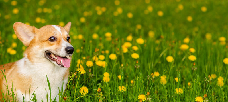 Corgi dog for a walk in a summer park against the background of a field with yellow dandelions looking into the frame with his tongue out. Stretched panoramic image for banner