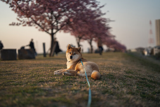 柴犬 Images Browse 9 359 Stock Photos Vectors And Video Adobe Stock