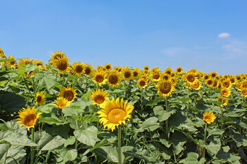 Obraz premium ひまわり畑