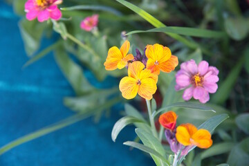 Fototapeta premium Erysimum cheiri, Cheiranthus cheiri, Wallflower 