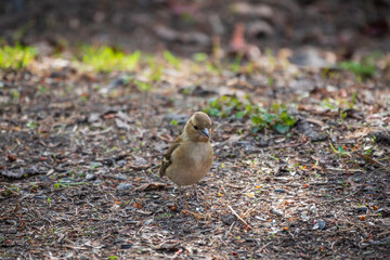Common chaffinch female, Fringilla coelebs, sits on the ground in spring. Common chaffinch in wildlife.