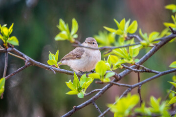 Common chiffchaff, lat. phylloscopus collybita, sitting on branch of bush in spring and looking for food
