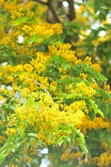 Obraz premium Burma Padauk in selective focus point