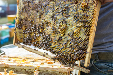 Frames of a bee hive. Beekeeper harvesting honey. Beekeeper Inspecting Bee Hive