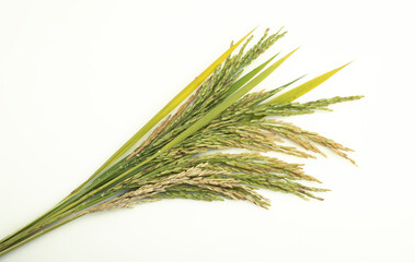 Ear of paddy , Ears of rice on white background