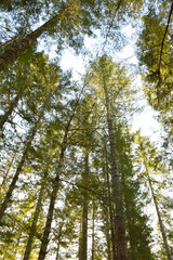 Sunlit trees in the forest looking up