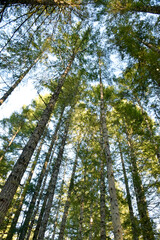 Fototapeta premium Sunlit trees in the forest looking up