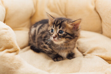 Closee-up little bengal kitten on the cat's pillow
