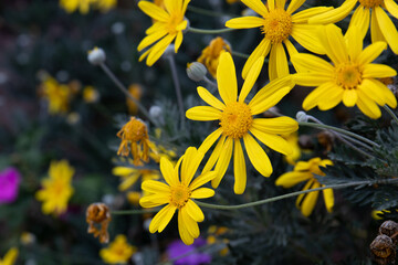 Fototapeta premium Close up bright yellow flowers , Daisy-like flower, Yellow Bush Daisy (Euryops pectinatus) , Grey-leaved Euryops 'Silver Star'