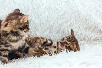 Two cute bengal kittens playing on a furry white blanket.